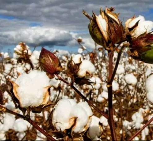 Cotton Council eyes return of CotMIS next marketing season